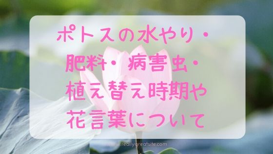 ポトスの育て方 植え替え時期は 水耕栽培できる 冬の水やりと花言葉 観葉日和