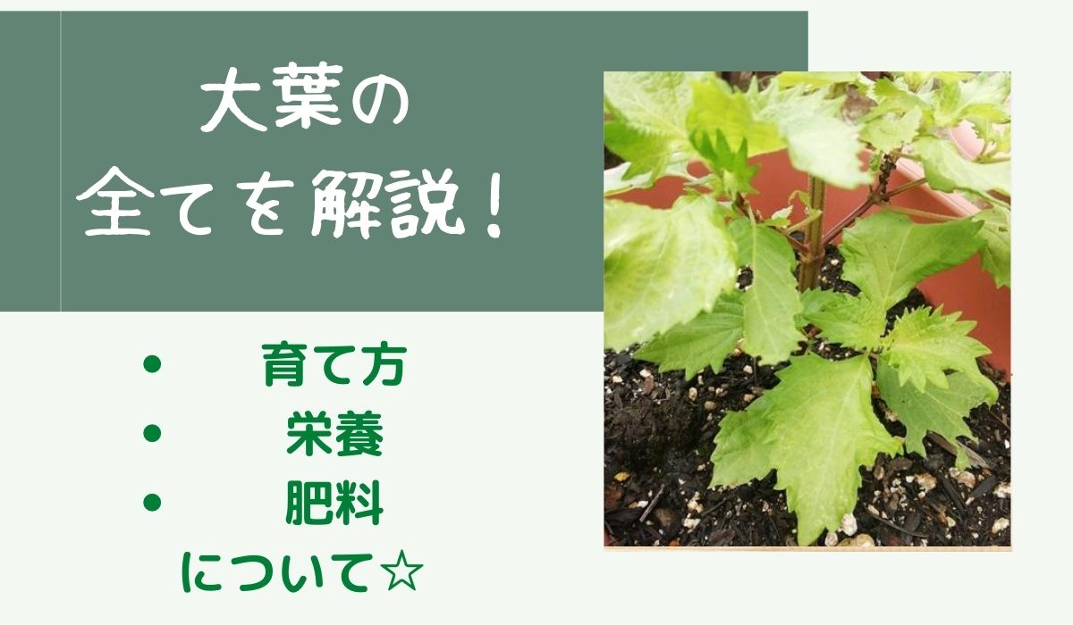 家庭菜園での大葉の育て方 プランター栽培のポイントまとめ 観葉日和