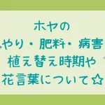 ホヤの育て方・水やり