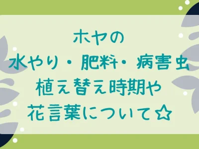 ホヤの育て方・水やり