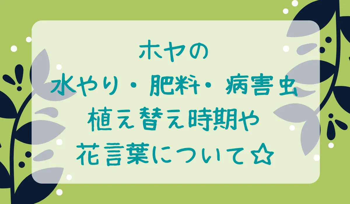 ホヤの育て方・水やり