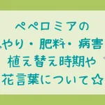 ペペロミアの育て方・水やり