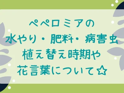 ペペロミアの育て方・水やり