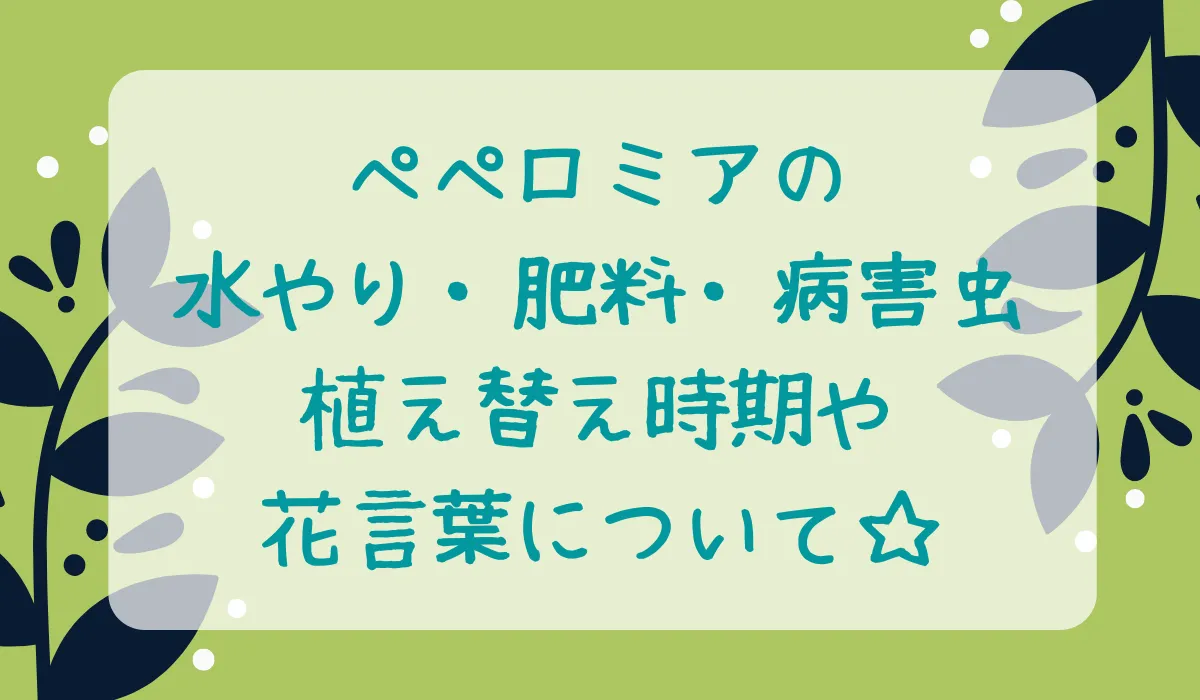 ペペロミアの育て方・水やり